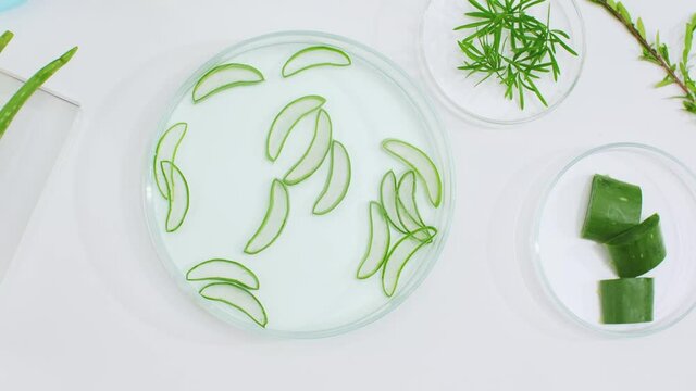Close up view of research on gotu kola in petri dish test tube with white background in laboratory , plant and nature research
