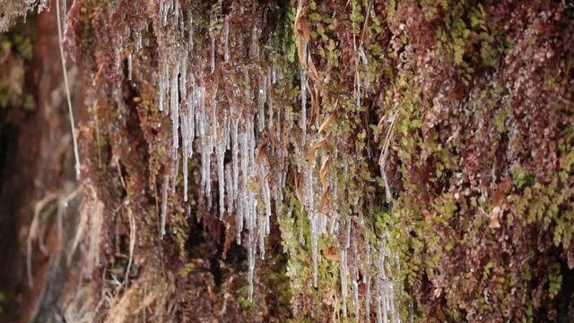 Water pours down a wall of ferns in a hanging garden on a cliff face and forms icicles on the fern leaves on a cold wet winter day.
