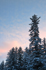 Trees at sunset