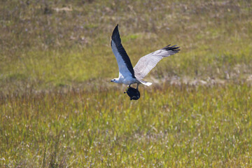 White bellied Sea Eagle flying away with a freshwater Snake-necked Turtle in his claws. Queensland, Australia. Haliaeetus leucogaster, Chelodina longicollis.