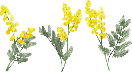 ミモザのイラストセット