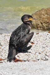 Grumpy and wet double-crested cormorant in Florida, United States