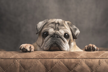 an elderly pug sits on a dog sofa and looks forward, a close-up view from the front