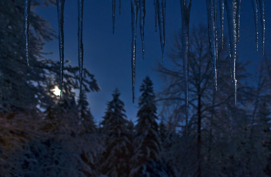 Icicles with forest in moonlight