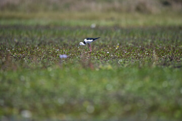 Black-winged Stilt ( Himantopus himantopus ) in Queensland, Australia 