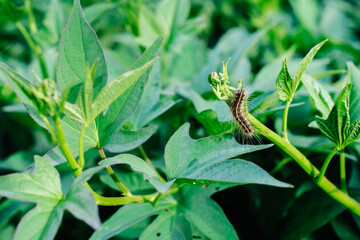 Hairy caterpillar on young organic superfood sweet potato leafy vegetable or Camote tops. Closeup....
