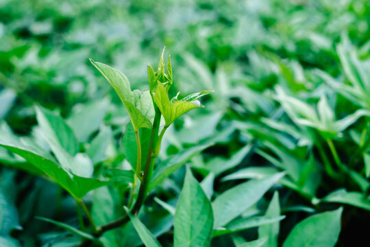 Closeup of young organic superfood Camote tops or sweet potato leafy vegetable which helps prevent diabetes and cancer, and boosts immune system. Selective focus.