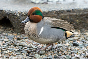 Green-winged teal (American) (Anas carolinensis) standing on the shore.