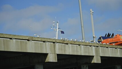 Slow motion of bird flying over a port harbor in Alaska, wild seagull in a day of summer