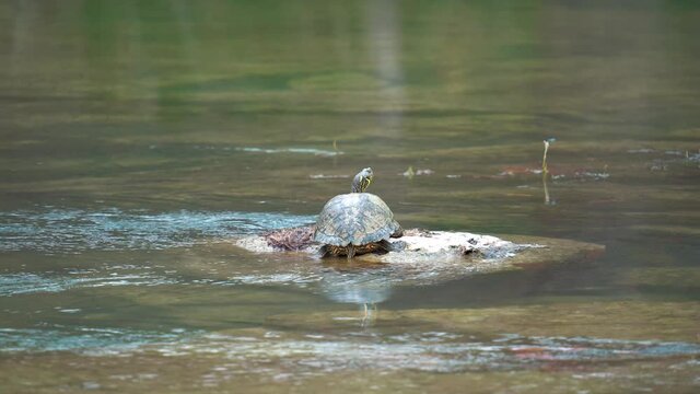 Scared Missouri River Cooter Turtle Dashing into Water during sunny day,close up