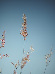 grass with sweet sunset light and warm in summer time that great holiday