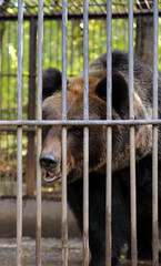 bear in zoo