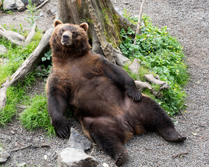 A grizzly bear sitting in an Alaska zoo