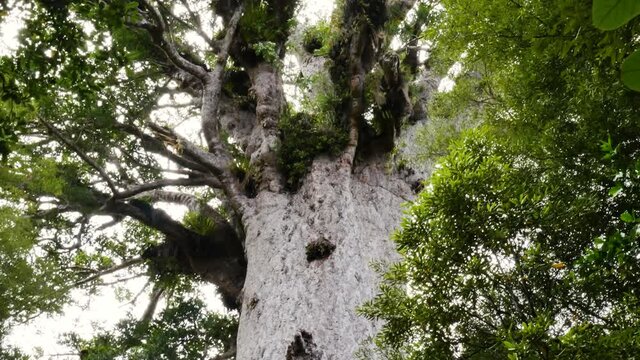 Close up shot of Agathis australis Kauri Tree a coniferous tree in the family Araucariaceae