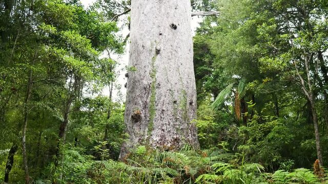Woman watching and astonish in front of massive Kauri Tree in Jungle of New Zealand, tilt up