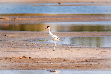 The pied avocet, Recurvirostra avosetta, is a large black and white wader with long, upturned beak