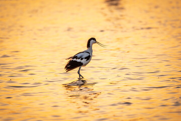 Water bird pied avocet, Recurvirostra avosetta, standing in the water in orange sunset light. The pied avocet is a large black and white wader with long, upturned beak