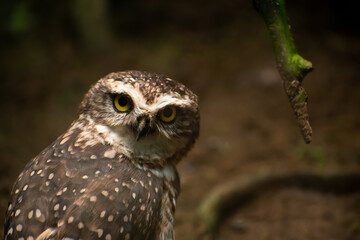 Brown and white little andean owl in the woods looking towards the camera . Latin America's national parks and wildlife sanctuaries concept. Beautiful plumage.