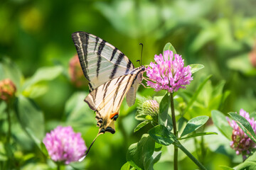 Beautiful Butterfly Scarce Swallowtail, Sail Swallowtail, Pear-tree Swallowtail, Podalirius. Latin name Iphiclides podaliriu. Butterfly collects nectar on flower.