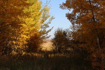 autumn in the forest, Elk Island National Park, Alberta