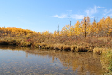 Autumn In The Wetlands, Elk Island National Park, Alberta