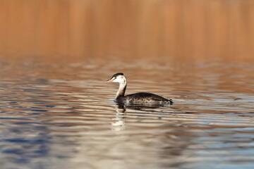 身近な公園に来る北からの冬の渡り鳥カンムリカイツブリ