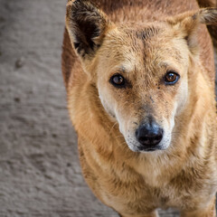 Street dog searching for some amazing food, Dog in old delhi area Chandni Chowk in New Delhi, India, Delhi Street Photography