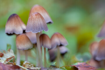 Mushrooms containing psilocybin grow in the forest..Closeup with shallow depth of field.
