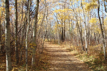 autumn forest in the morning, William Hawrelak Park, Edmonton, Alberta