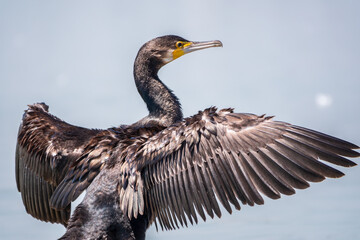 Great cormorant, Phalacrocorax carbo, sits on stone and dries its wings on the wind.