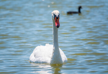 Obraz premium Graceful white Swan swimming in the lake, swans in the wild. Portrait of a white swan swimming on a lake.