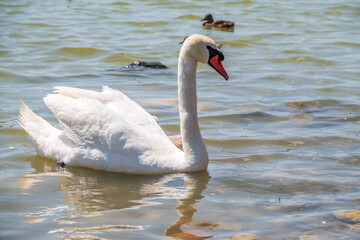 Graceful white Swan swimming in the lake, swans in the wild. Portrait of a white swan swimming on a lake.