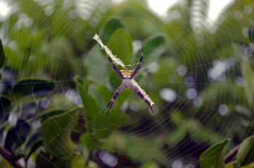 spider on the web