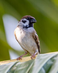 Meadow pipit bird with beautiful nature background