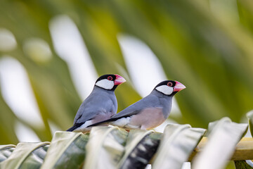 A pair of beautiful bird Java sparrow (Lonchura oryzivora)
