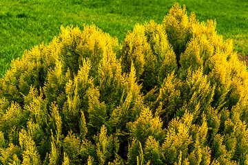 Evergreen conifer with to yellow-green leaves,Armenia.