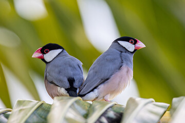 A pair of beautiful bird Java sparrow (Lonchura oryzivora)