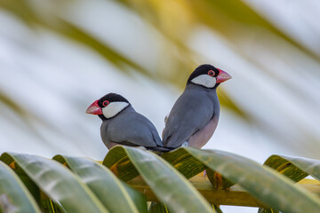 A pair of beautiful bird Java sparrow (Lonchura oryzivora)