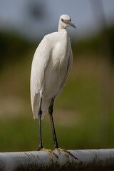 Nature wildlife image of cattle egret on paddy field with nature green background