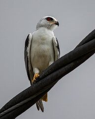 Black-winged Kite also known as a Black-shoulder kite eagle sitting on a cable.