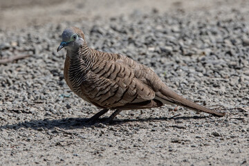 Nature wildlife image of pigeon Spotted dove
