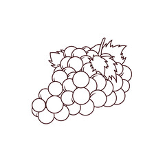 grape fruit outline design vector