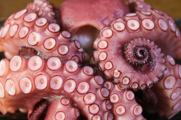 octopus on a market stall