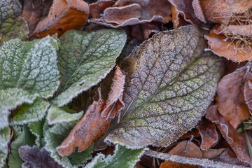 Autumn foliage on the ground with hoar frost