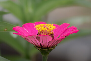 Bloom pink flower with yellow color anther
