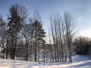 A clump of trees in a winter landscape