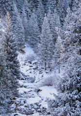 A majestic snow-covered gorge with fir trees along a mountain river in the mountains. Steep cliffs with large rocks are covered with snow. Gorelnik gorge near Almaty, Kazakhstan