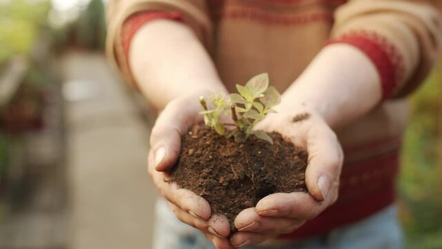 Close up selective focus shot of hands of male gardener holding soil with growing plant and reaching his arms towards the camera
