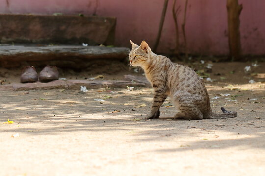 A pet cat sitting on the ground in the courtyard of the house