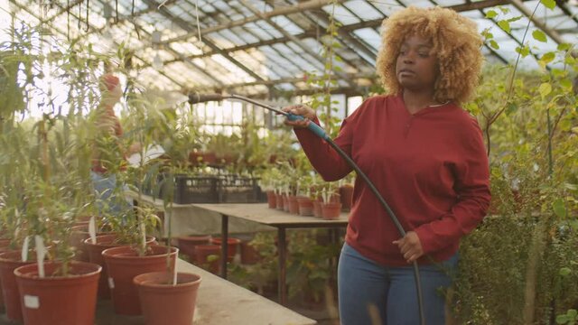 African American woman spraying flowers with garden hose at work in greenhouse farm
